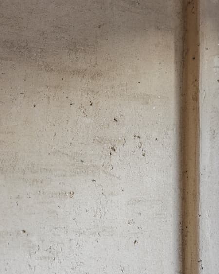 Mosca Bianca